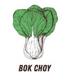 Bok choy sketch. Hand drawn vector illustration. Engraved image. Bok choy vegetable hand drawn sketch.