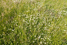Green Grass Background With White Flowers