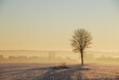 Samotne drzewo zimową porą
