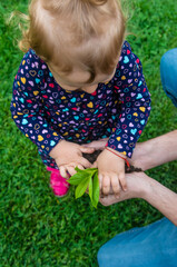 Wall Mural - The child holds the plant and soil in his hands. Selective focus.