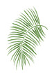 Liść palmy ilustracja wektorowa