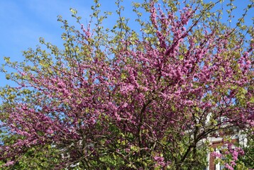 Sticker - Tree with pink flowers 