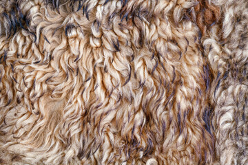 Wall Mural - Beige curly fur texture and background