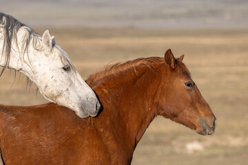 Sticker - Wild Horses in the Utah Desert in Springtime