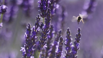 Wall Mural - Field with blooming lavender and honey bee on flowers collecting pollen. Provence in France.