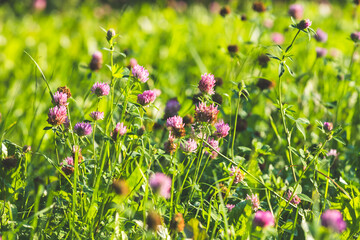 Fotomurales - Clover flowers on a summer day, close up photo