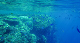 Fototapeta Fototapety do akwarium - underwater photography of fish, diving at Egypt 