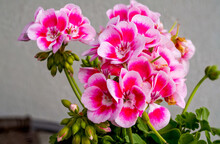 Pink Geranium Flowers