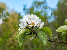 Macro Shot Of White Blossom On A Branch Of Pear Tree, Flowers With 5 White Petals, Numerous Red Anthers And Yellow Stigmas, In An Orchard With Beautiful Blue Sky Background