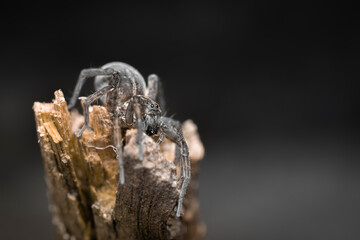 Wall Mural - wolf spider attacks from a broken branch on a dark background (Lycosidae)