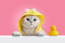 A Funny White Cat In A Yellow Coat Looks Out Of A White Shell, A Yellow Rubber Duck Stands Nearby, On A Pink Background.