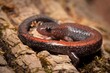 Eastern Redback salamander macro portrait 