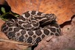 © Mike Wilhelm - Young Eastern Massasauga Rattlesnake macro portrait