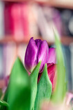 Fototapeta Tulipany - Purple tulip flower detail, red bokeh bg