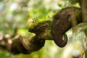 Wall Mural - Green moss is growing at the root of the tree