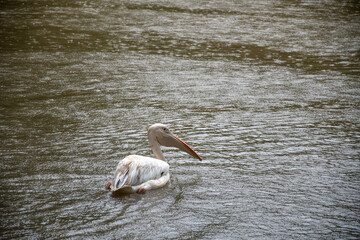 Wall Mural - Great white pelican swim in a lake during raining day