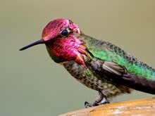 Male Anna's Hummingbird Perched On The Wooden Post In Sunlight