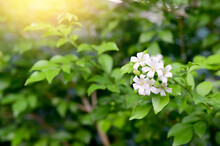 Blooming White Orange Jasmine Flower, Andaman Satinwood, China Box Tree, Chinese Box-wood, Satinwood (Murraya Paniculata Jack) With Natural Background For Design And Decoration In Home At Thailand.