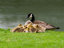 Canada Goose And Many Goslings Are Resting On River Shore