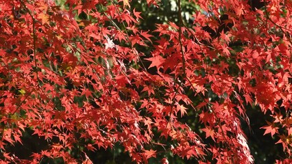 Wall Mural - autumn foliage of Japanese maple tree