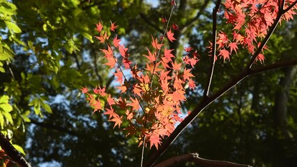 Wall Mural - autumn foliage of Japanese maple tree