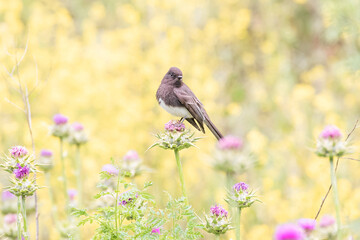 Wall Mural - black phoebe on a flower