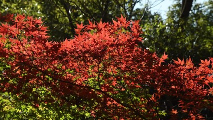 Wall Mural - autumn foliage of Japanese maple tree