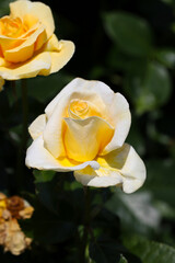 Pastel cream yellow rose flower 