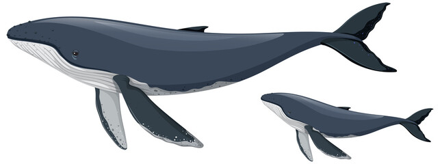 Poster - Mother and baby humpback whale