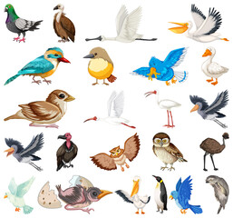 Poster - Different kinds of birds collection