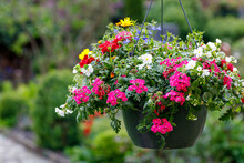 Pot Of Petunia Flowers Hanging On Tree. Colorful Summer Flower In Garden