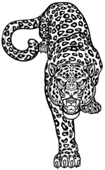 Wall Mural - Leopard crawl stalking. Crawling spotted panther. Creeping big cat. Front view isolated vector illustration