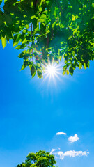 Wall Mural - 夏の青空と新緑と太陽の木漏れ日