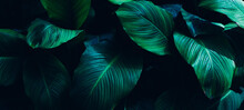 Tropical Leaves, Abstract Green Leaves Texture, Nature Background