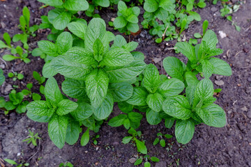 Wall Mural - Fresh mint grows in the ground. Green leaves of a mint plant in the garden. 