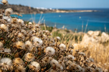 Summer Landscape In Cyprus. Grass Flowers Close-up On The Background Of The Sea