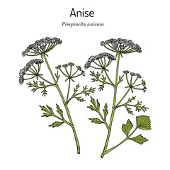 Wall Mural - Anise Pimpinella anisum , edible and medicinal plant