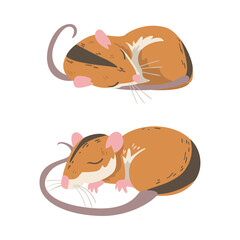 Wall Mural - Field Mouse as Small Rodent with Long Tail and Dorsal Black Stripe Cuddling and Sleeping Vector Set