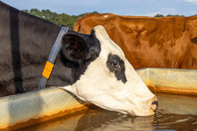 Cow Drinking From A Water Container, Black And White Standing Head Into A Large Trough In A Green Pasture