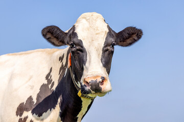 Sticker - Cute cow looking friendly, portrait of a mature bovine, pink nose, medium shot in front of a blue sky