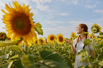 Wall Mural - woman with pigtails in a field of sunflowers flowering plants