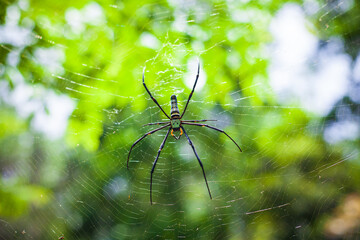 spider in a web on a blurred natural green background. Selective focus. High quality photo