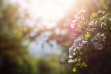Flowers On A Tree In Full Bloom. Warm Sunny Day Vibe. Sun Flare In The Background Out Of Focus. Light And Airy Image. Growth Season Time. Soft Pastel Color.