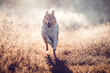 canvas print picture - Schöner schottischer sable white Collie Langhaar Junghund läuft durch Gras in der Morgensonne frontal