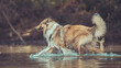 © Renee Heetfeld - Schöner schottischer sable white rough Collie Langhaar Junghund läuft durchs Wasser seitlich mit Stock im Maul Var. 2