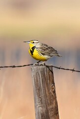 a pretty male western meadowlark perched on a wooden fence post in spring near stearns lake in carol