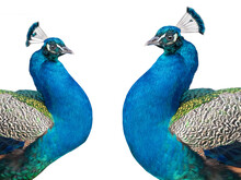 Two Peacock Isolated On A White