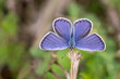 Motyl modraszek ikar na łące