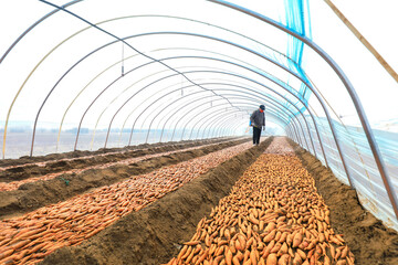 Wall Mural - Farmers are spraying fungicides on sweet potato seeds in the greenhouse, North China