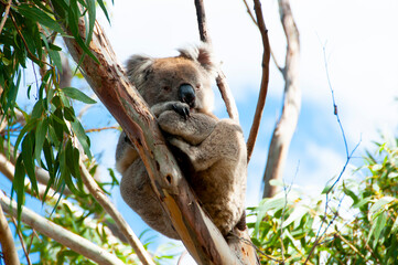 wild koala - kangaroo island